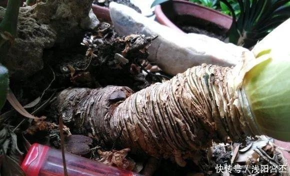 30年的君子兰,长出粗壮大老桩,砍还是不砍!