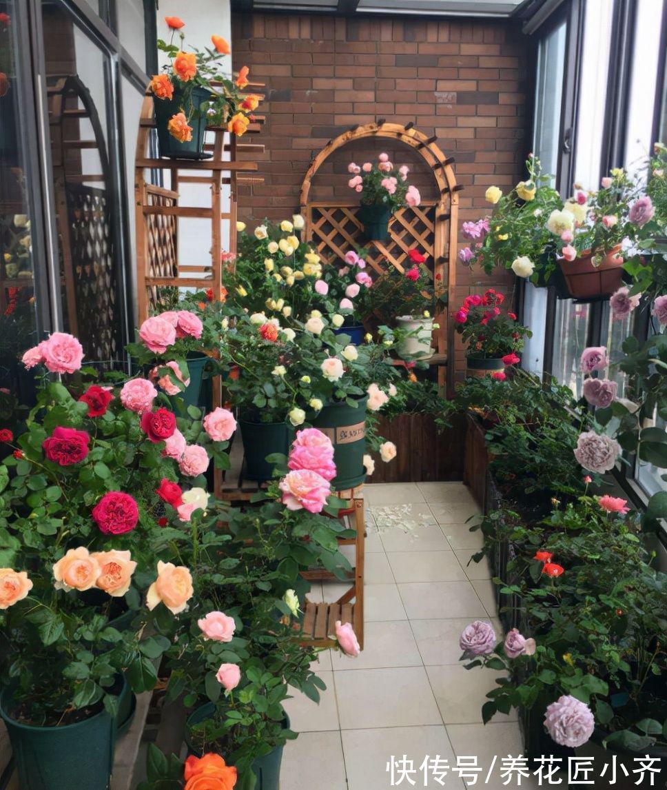 5种“健康花”，现在种养好它，夏天可有“大作用”，漂亮又养生