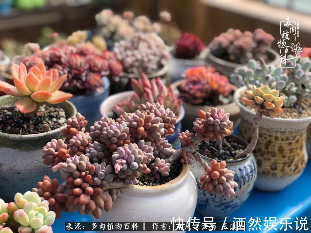 肉友|深秋里，种多肉、赏多肉、会肉友，马不停蹄快乐多！