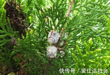 叶子|白发爬满头很难看,莫慌!常用此叶子洗头,白发变黑发,早知早好