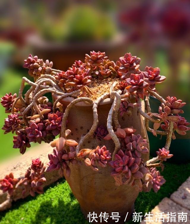 养多肉,就得让它“努力寻找远方”,成“老桩”的多肉才是王者!