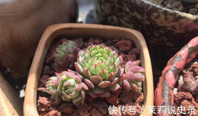 这3款多肉特容易养残,园艺新人甭轻易被它们的高颜值骗了!