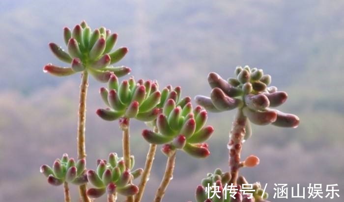 多肉植物|多肉“上天”啦，太能搞笑啦，咔嚓砍了头，变成“伪老桩”