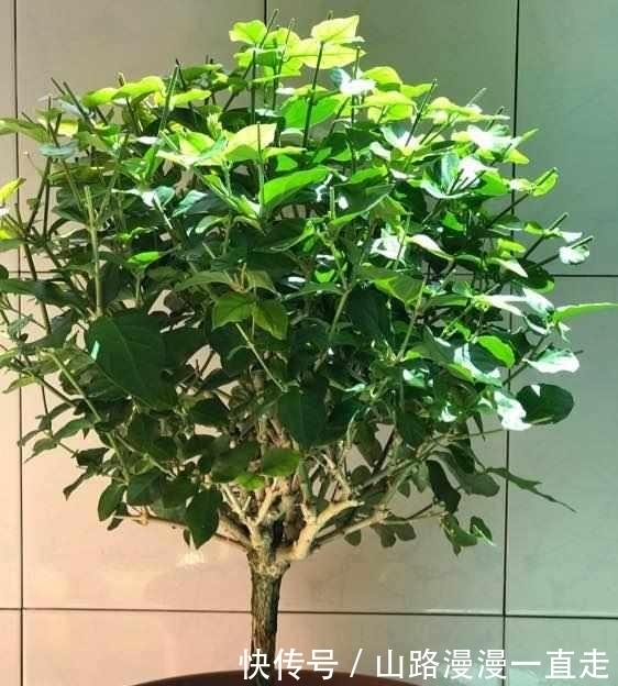 蟹爪兰|这5种花,躺着都能养好,千万不要太勤快了