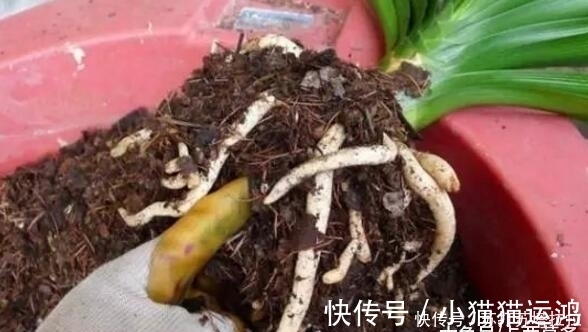 阿斯匹林|天冷了,给君子兰浇上“2种水”,一年能窜“3对叶”,花也开得多
