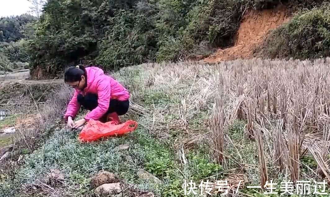 药用价值|田野里面开着小黄花的野菜，可制作一种美味小吃，有一定药用价值