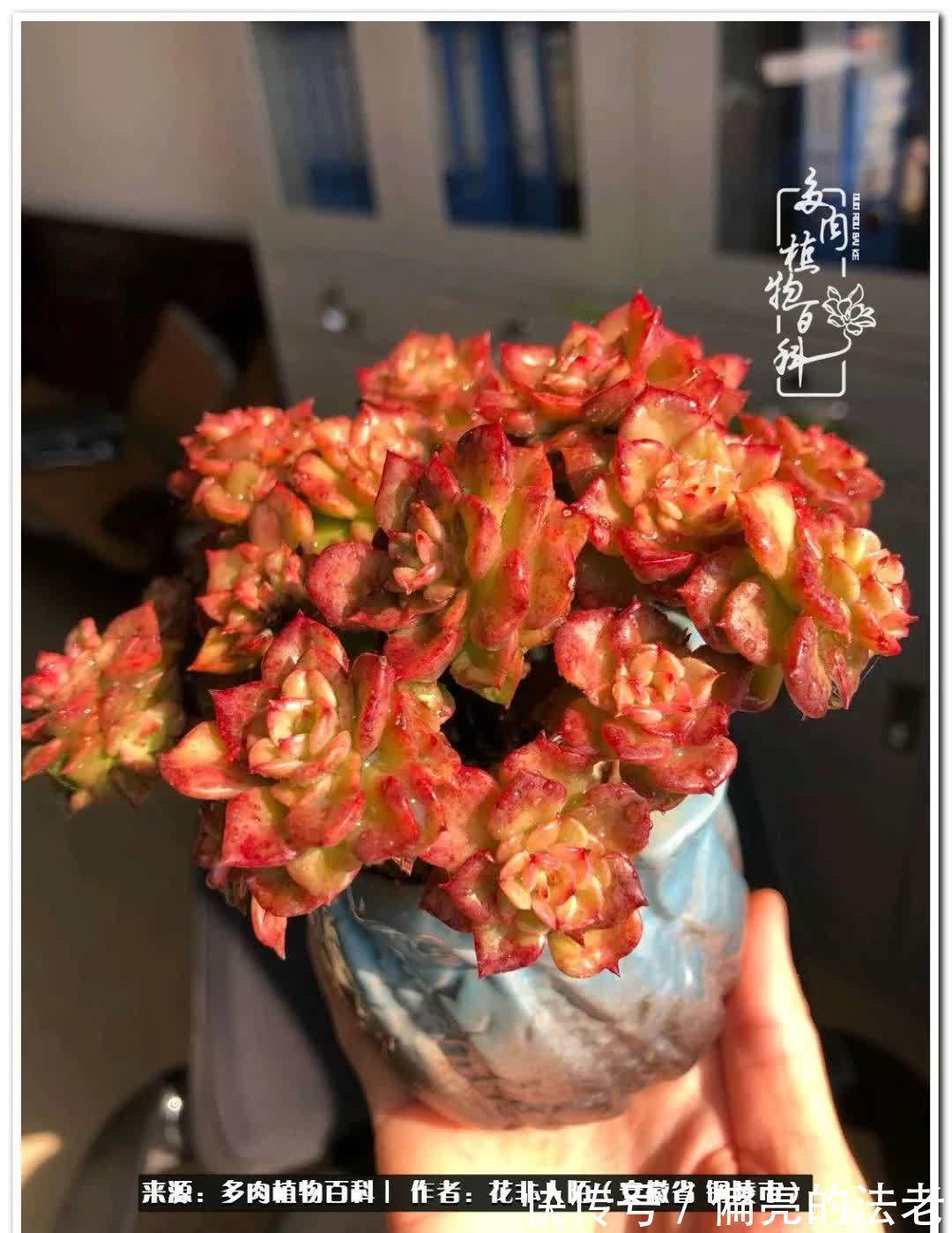 感恩遇见,感谢有你——多肉