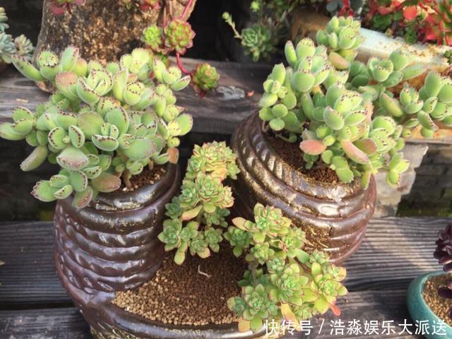 多肉|养多肉，记住4个“小技巧”，叶片饱满状态美，越养长势越好！