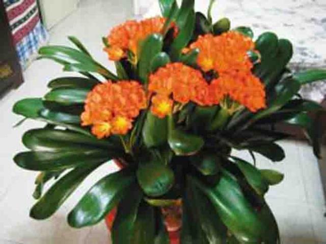 3种“招财花”,不用花钱买,掐个叶扔土里,一年长10盆,发财