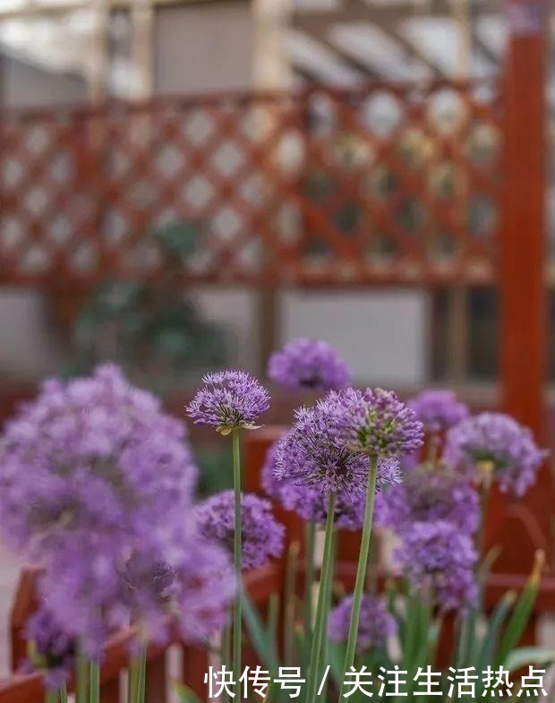 旧农舍改造成花园，一年四季花开不断，邻居看了羡慕的不得了！