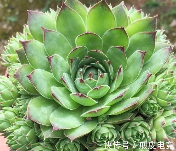 苏珊娜|观音莲这样养,不用施肥照样长满花盆