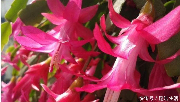 瀑布|花香花排名第一,耐热耐冷耐晒,开花成瀑布,香飘十里,养花首选