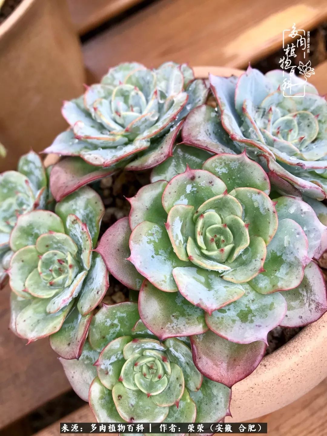 初秋时节,度夏后的多肉陆续回归!偷偷上了一层淡妆!