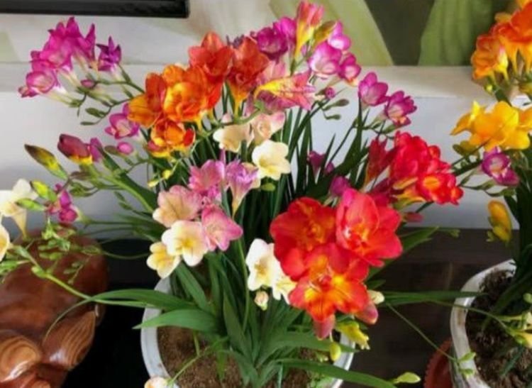 4种漂亮花,好养易活能爆盆,比玫瑰好看,比绿萝好养