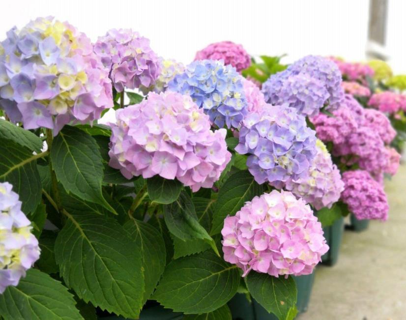 营养物质|夏季养殖绣球花,怕花大压弯枝头?学会这几招,植株不倒伏