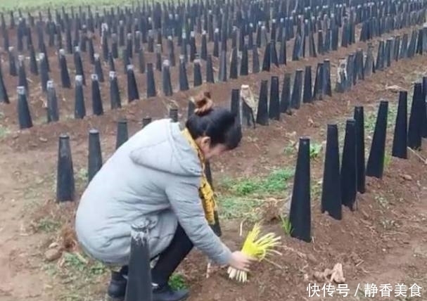  供不应求|美女种植“戴帽子”的韭菜，销量供不应求！网友大开眼界