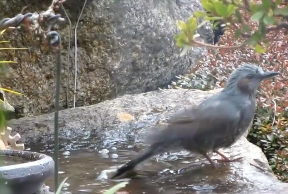 山野草，也高雅！