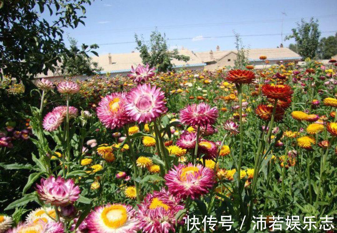 菊花|最靓的5种菊花，清纯靓丽，鲜艳光彩迷人有型，养在家里倍儿有面