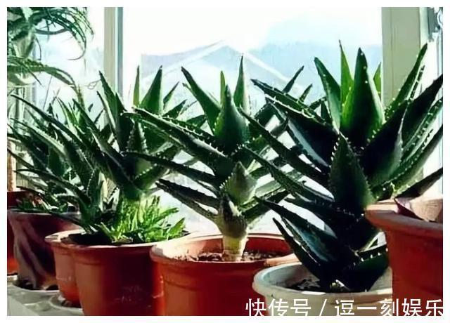 8种绿植，家里养一盆，废气吸光光，净化空气一级棒