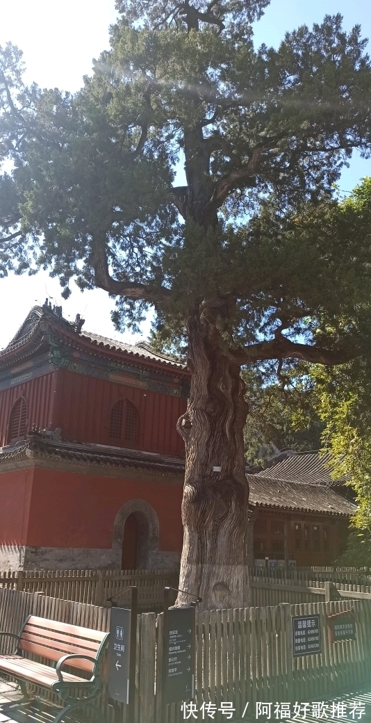 大觉寺|莱芜人在北京：游西山大觉寺