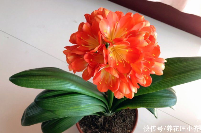 温度越来越高，了解君子兰夏季“3怕”，避免叶子油绿，不再烂根