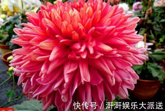 直立天|喜欢牡丹,不如养“罕见菊花”灯光荷,红光四溢,群芳争艳!