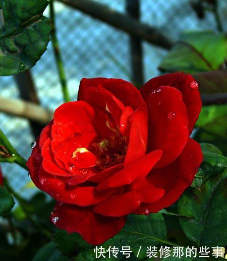 婚礼现场需要花草点缀,6种寓意好唯美的花,送给你