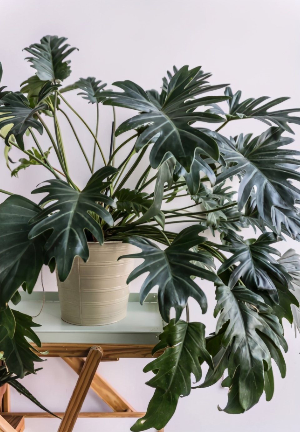 13种耐阴花卉，光照不佳也能生长良好，枝繁叶茂，美丽如画