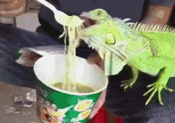 |搞笑GIF:第一次结婚没经验,岳父在上,小婿先干为敬