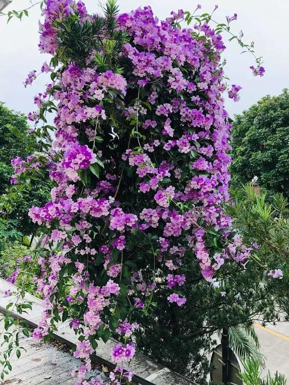 2种花爱爬藤，1次花开几百朵，不爱生病不生虫，太好养了！