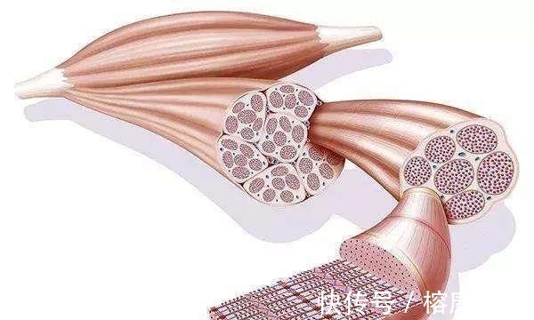 健身|健身完身上酸好几天，但就是不长肌肉怎么办？这几点才是最重要的