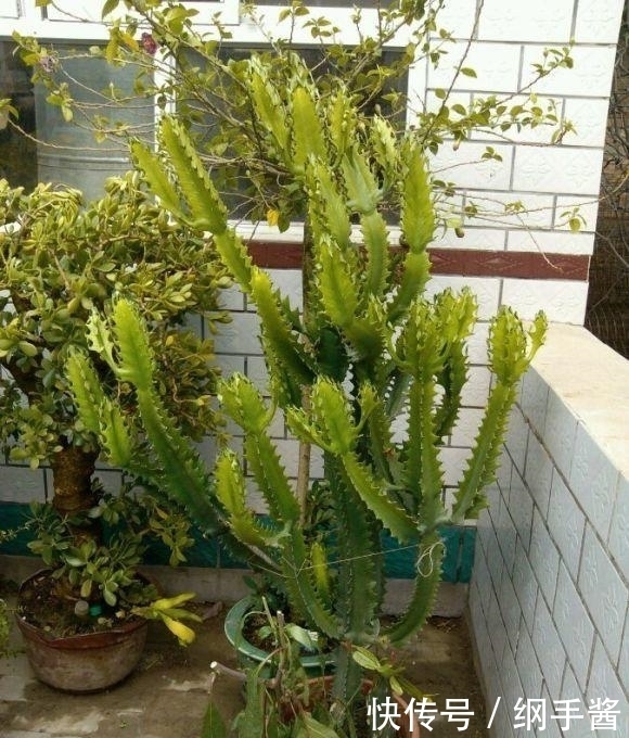 家里有龙骨的花友,冬天要防冻,小心冻死,这玩意一点不抗冻