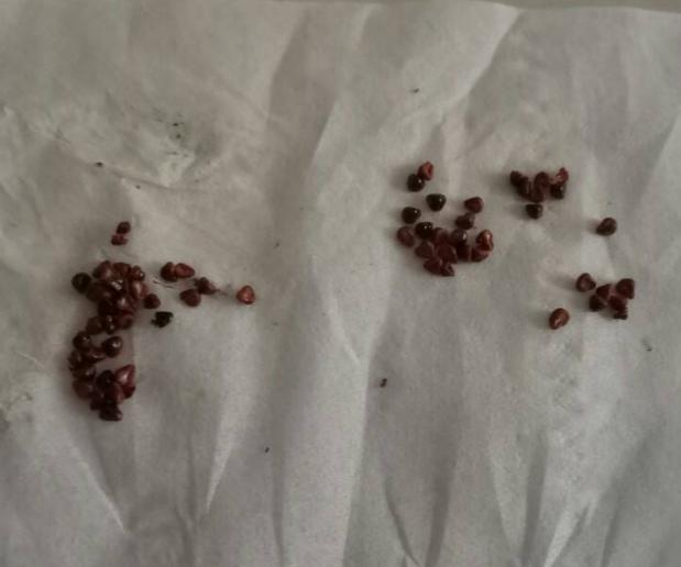 养仙人球绯花玉,少浇水多见光,开花又结种子,养出一大堆