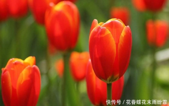 此款花卉便宜又好养,花姿妖艳,养一盆繁花似锦,花香清香怡人