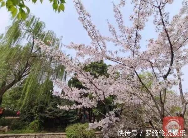 惊艳！郁金香花海、樱花雨，踏青赏花 来“这里”