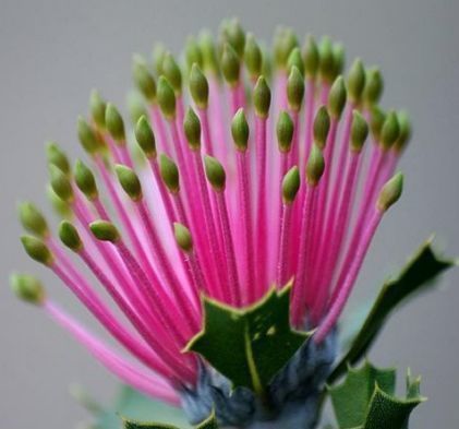 喜欢月季,不如养珍稀花卉”火柴“拔克西木,形似火柴,十分稀奇