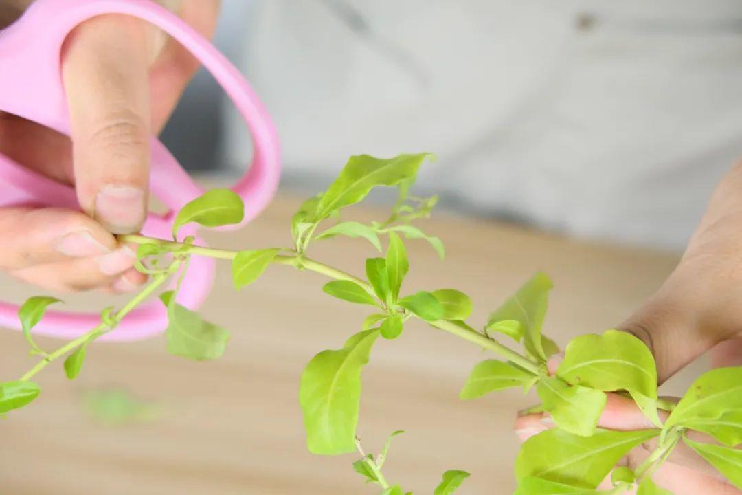 10种“养不死”的花,绿萝只能排最后一名,养死3种以上的举手