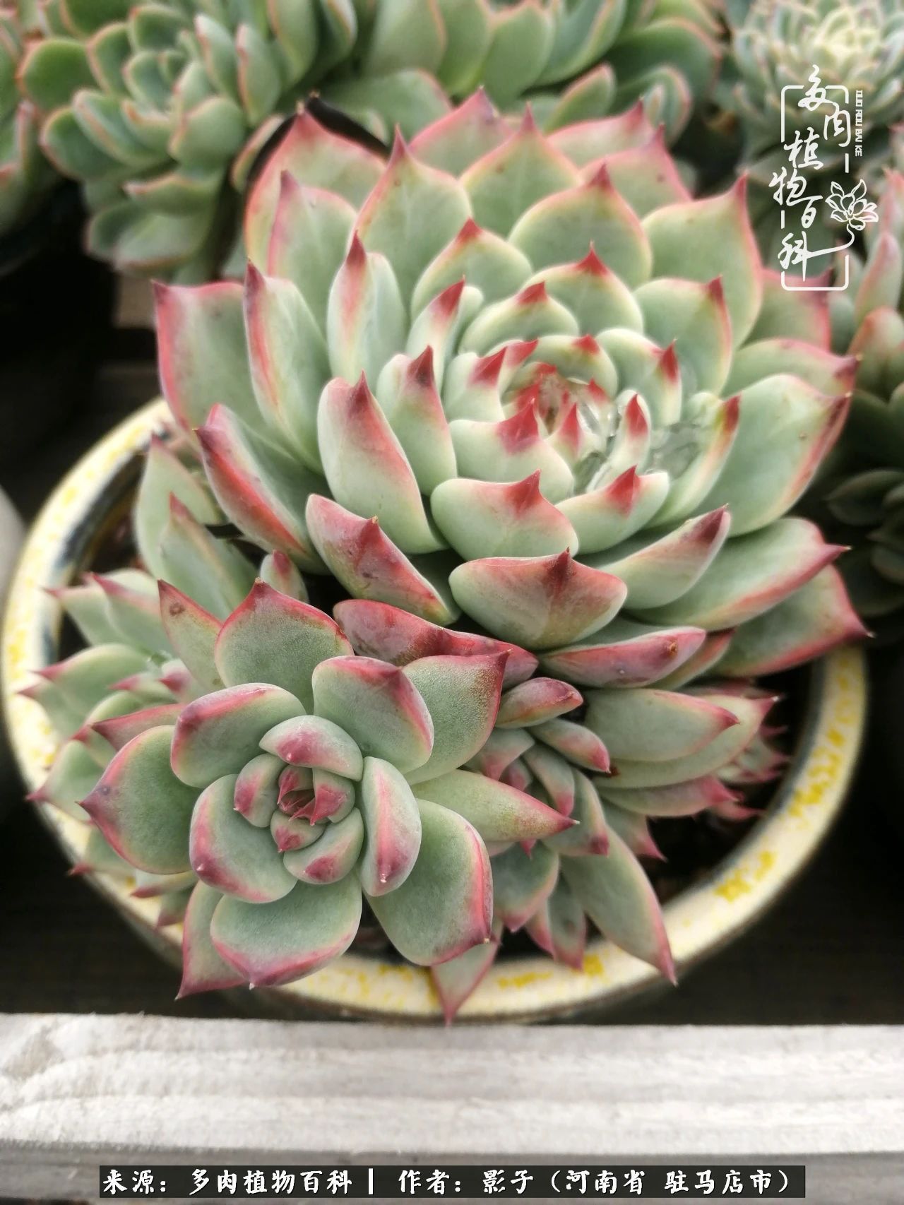 阳台上|被风雨洗礼的多肉越来越漂亮了,忍不住又往坑里跳!