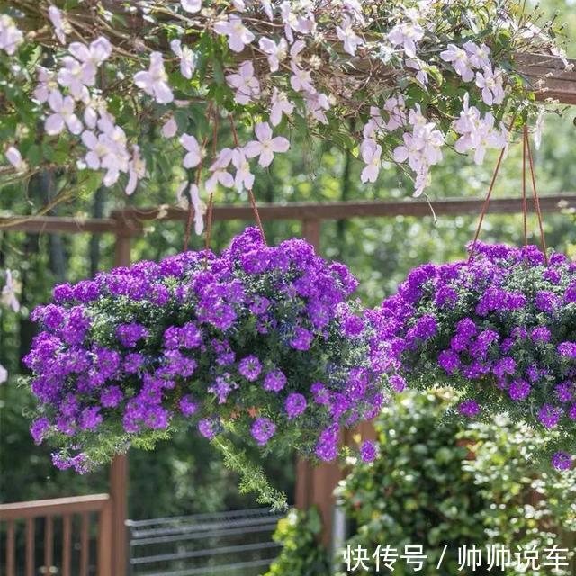 飘香藤|最爱晒太阳的8种花,越晒开花越多,阳台养几盆,开花成海