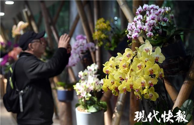 树兰、巨兰、兜兰……你见过这些神奇的兰花吗？