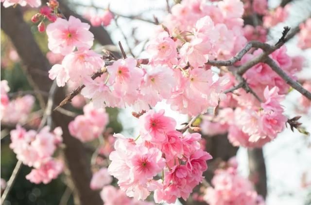 云赏花！一大波高校春景来袭，来看看你的学校→