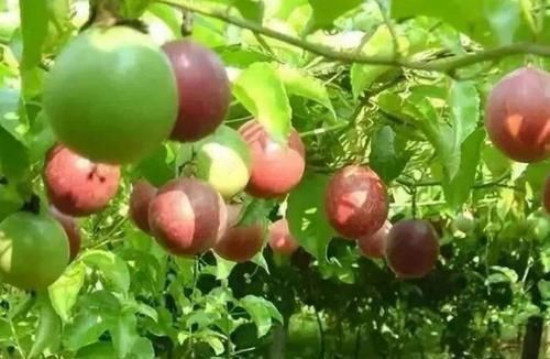 健脑|想养生得会吃，3种食物换着吃，可以健脑，保护血管！