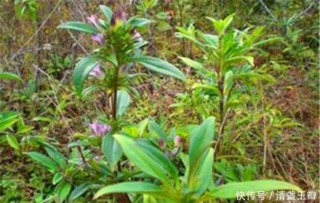 龙胆草|春游的都会给这些花拍照，哪里都是宝，路边的“龙胆草”还能治病