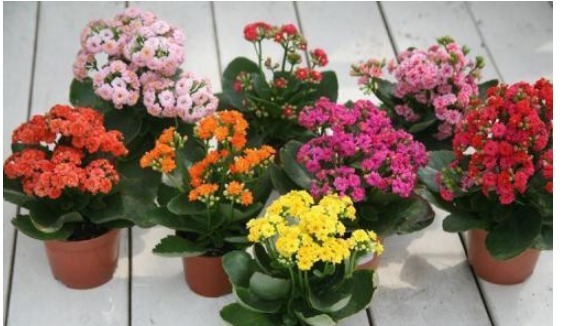 长寿花,养殖有窍门,学会这几招,花骨朵蹿不停!