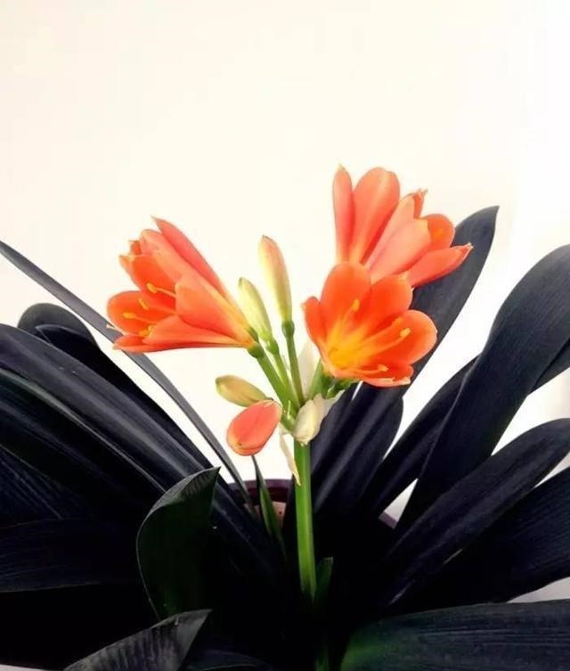 盆栽君子兰养了多年不开花,给它喝点这个就行了!