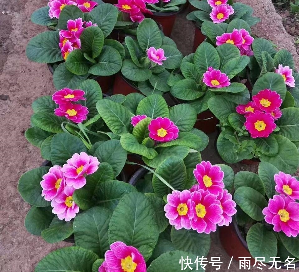 这几种花冬天开爆盆,但一般人家养得不多,现在养正开花,很漂亮