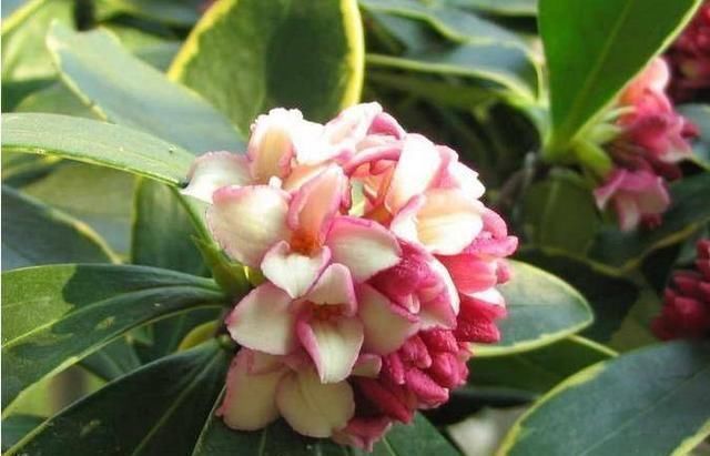 盆栽|这“4种”花全身带香味,家里摆一盆,味道清新更舒心!