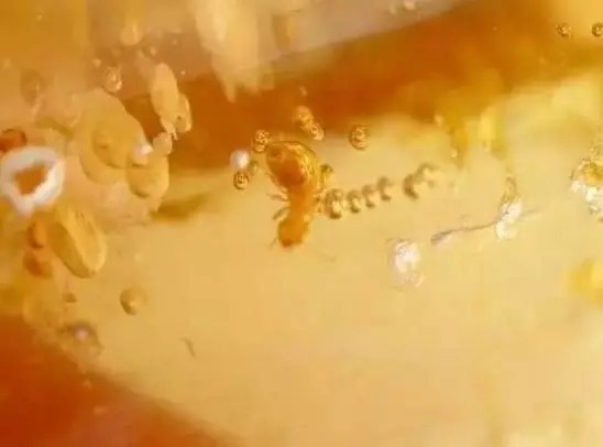 印尼柯巴脂|柯巴脂,和琥珀蜜蜡到底有多像?