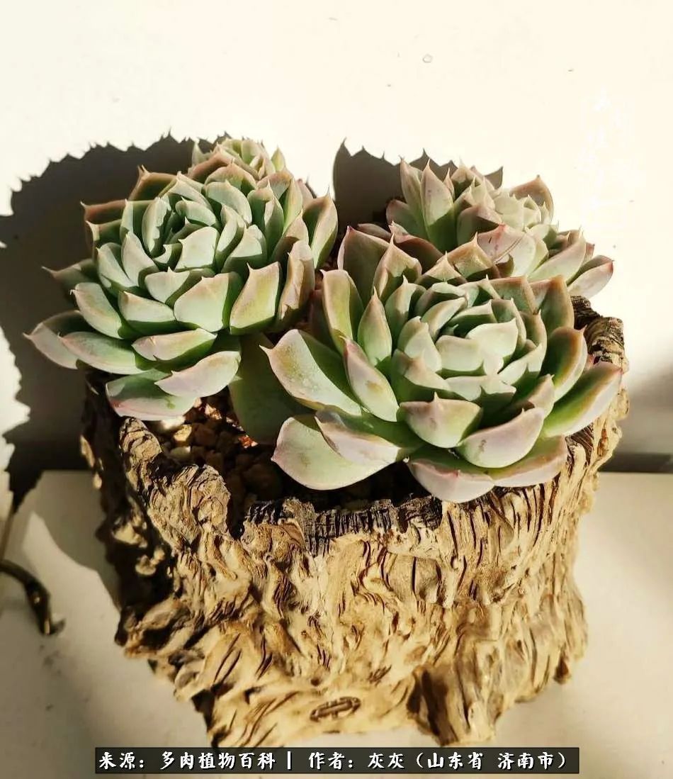 多肉植物|养多肉四年,铁打的盆盆流水的肉,无需多问,问就是喜欢!