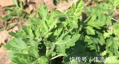 蛋白质|早上坚持吃煮鸡蛋,连吃15天,好处不请自来,特别是女性朋友哦